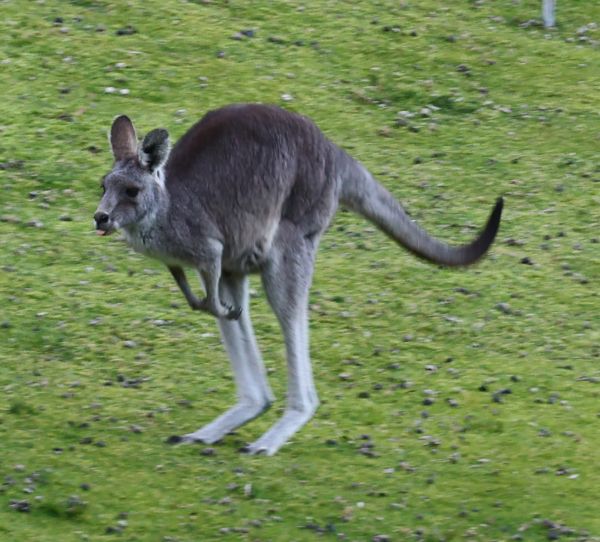 Kangaroo at Reflections Burrinjuck