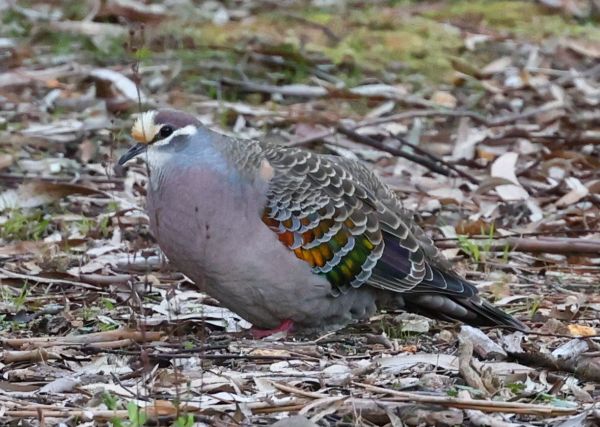 Common bronzewing