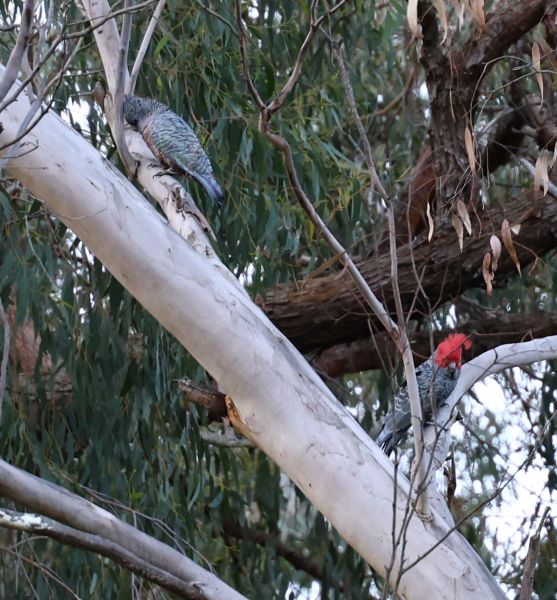 Gang-gang cockatoos