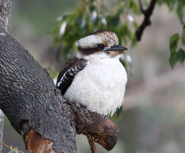 Kookaburra