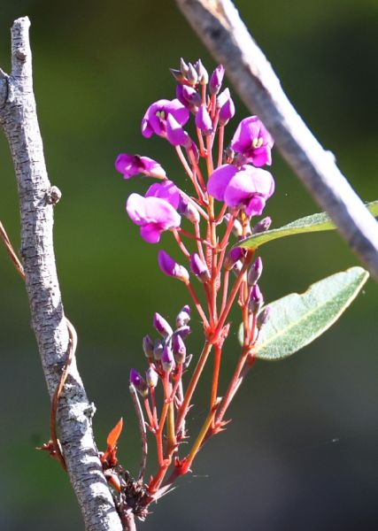 Pea flowers