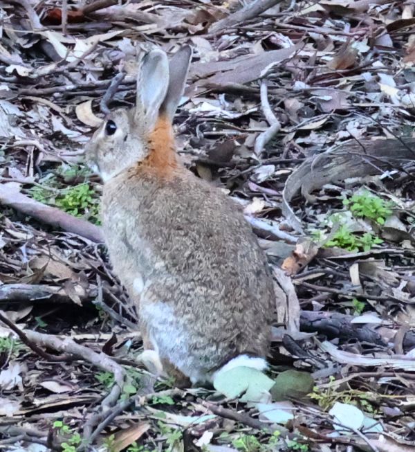 Rabbit at Reflections Burrinjuck