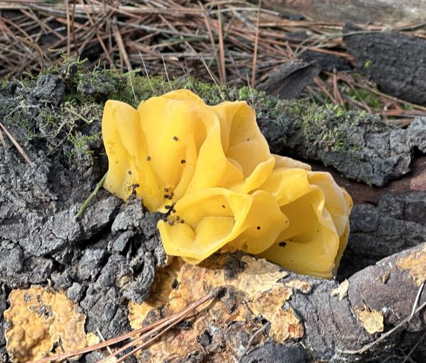 Yellow fungus