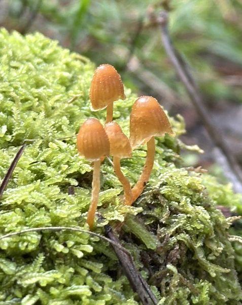 Mushrooms