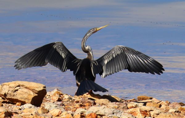 Australasian darter