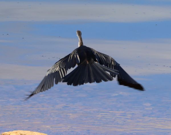 Australasian darter