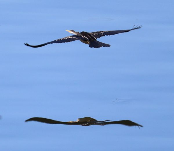 Australasian darter