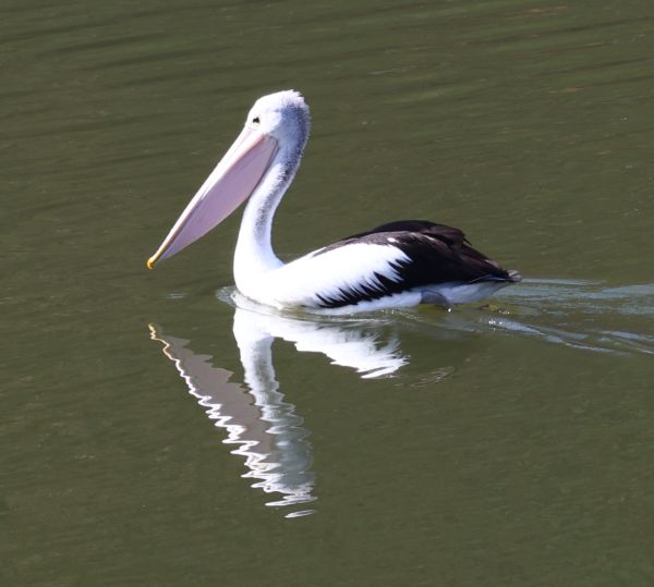 Australian pelican