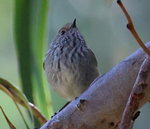 Brown thornbill