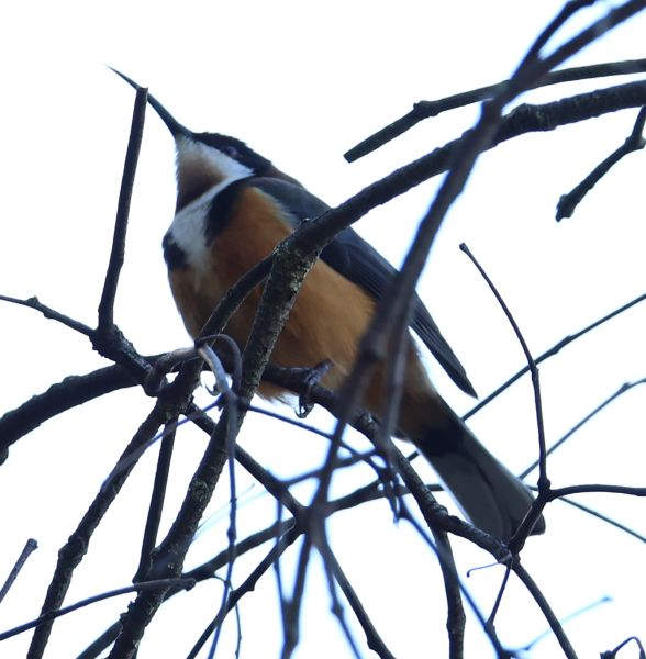 Eastern spinebill