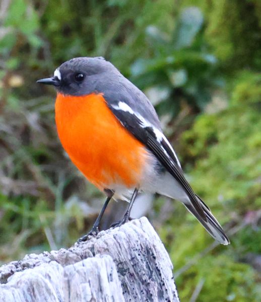 Flame robin
