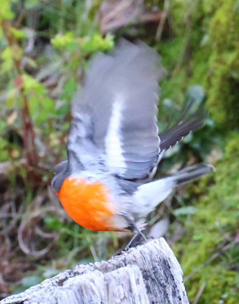 Flame robin