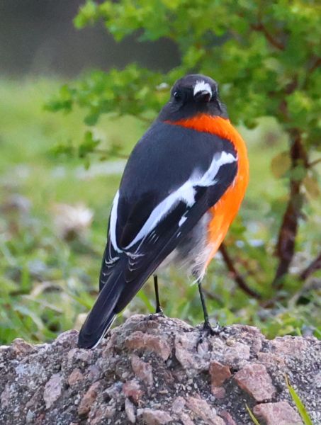 Flame robin