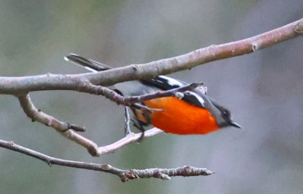 Flame robin