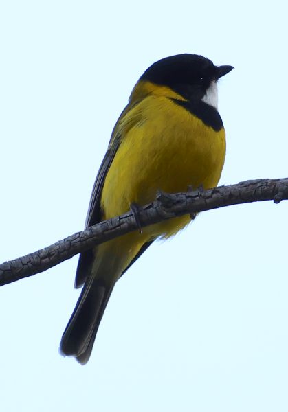 Male golden whistler