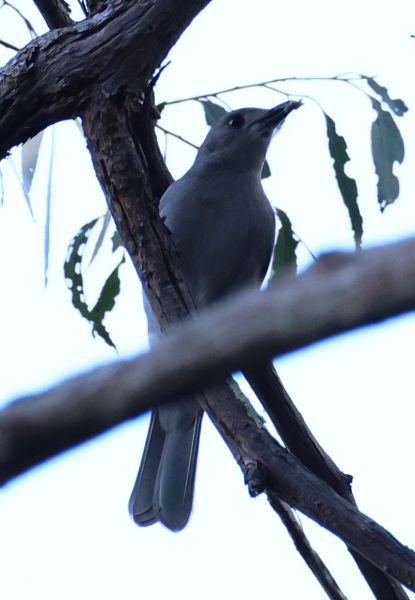 Grey shrike-thrush (we think)
