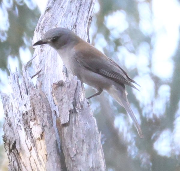 Grey shrike-thrush (we think)