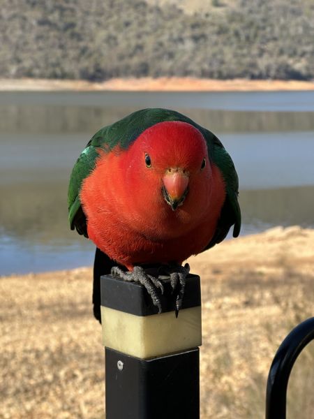 King parrot