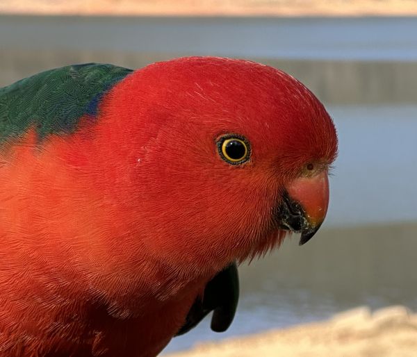 King parrot