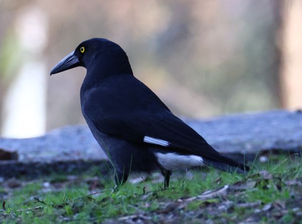 Pied currawong