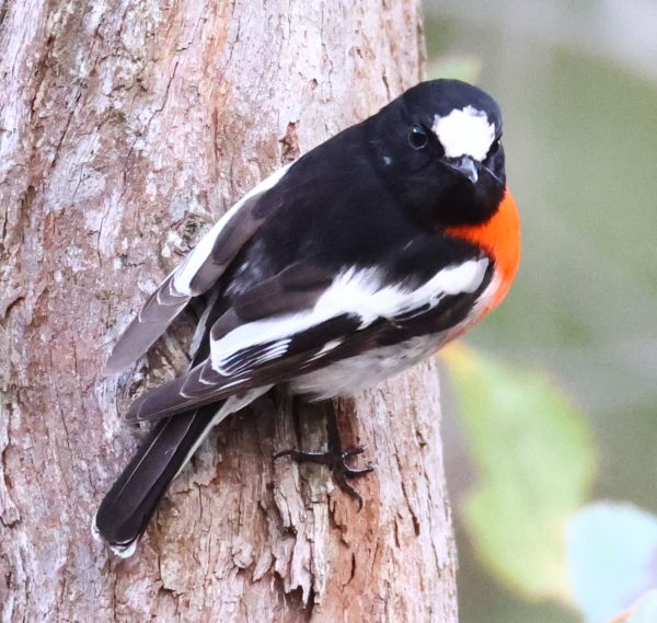 Scarlet robin