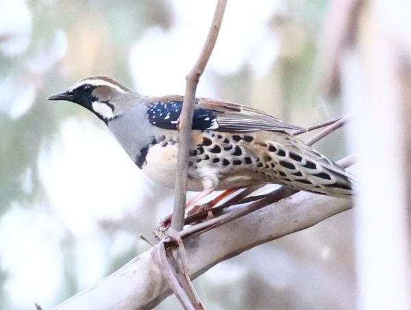 Spotted quail-thrush