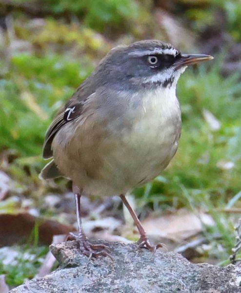 White-browed scrubwren