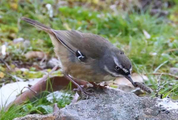 White-browed scrubwren