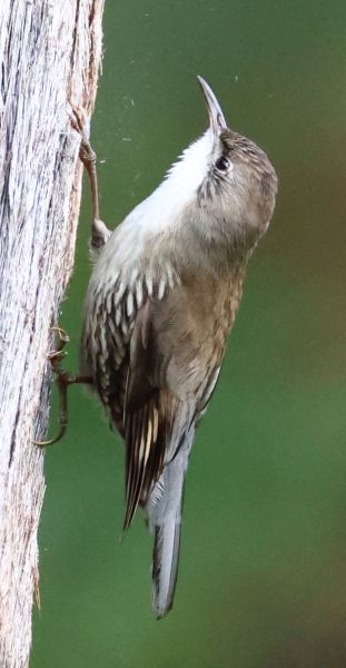 White-throated treecreeper