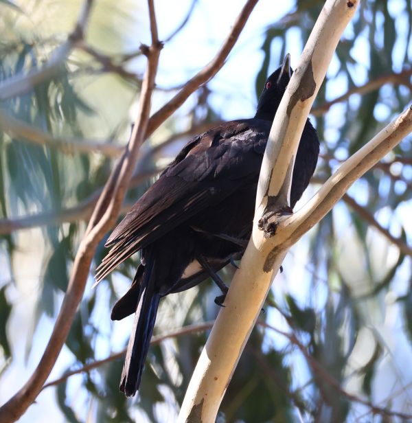 White-winged chough