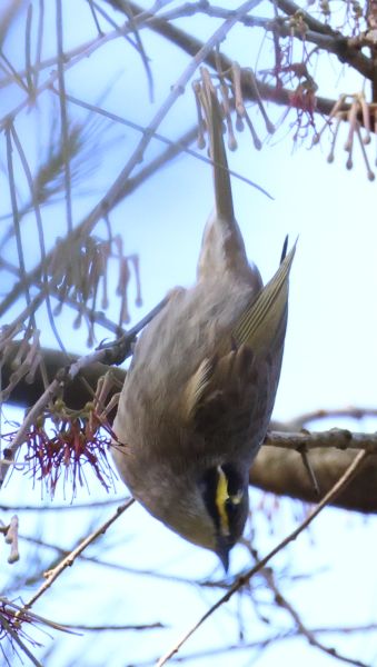 Yellow-faced honeyeater