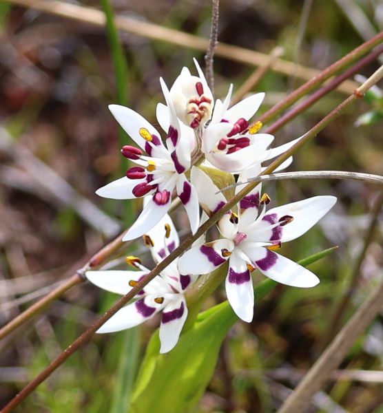 Early Nancy flowers