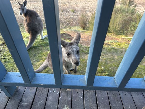 Kangaroos at Reflections Burrinjuck