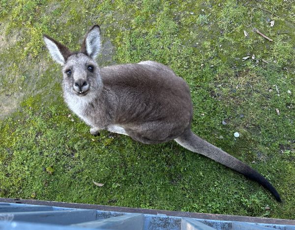 Kangaroo at Reflections Burrinjuck