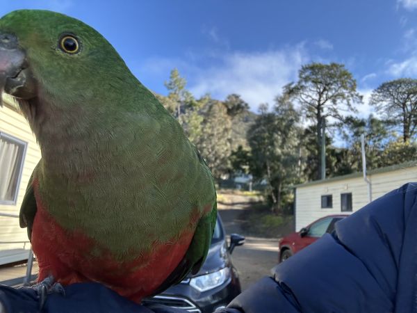 King parrot selfie