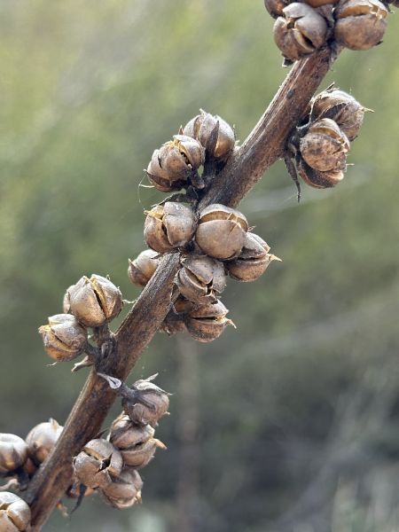 Seed pods