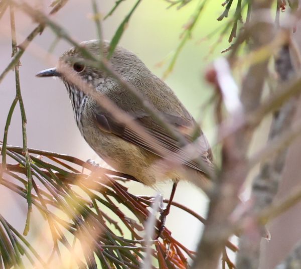 Brown thornbill