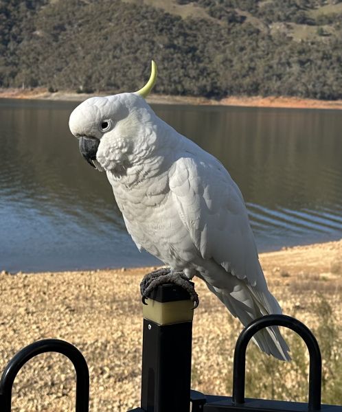 Sulphur-crested cockatoo