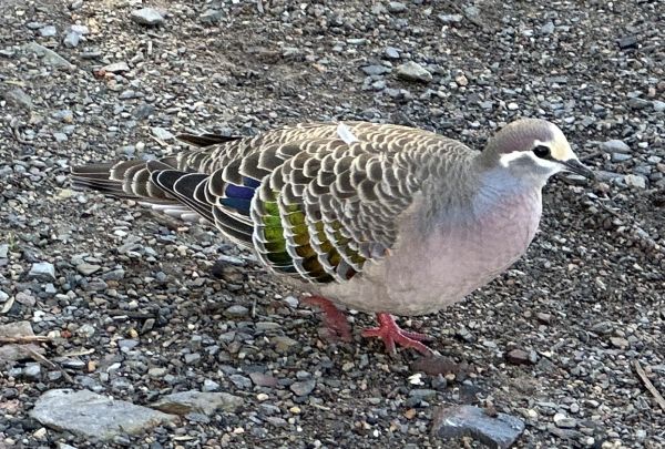 Common bronzewing