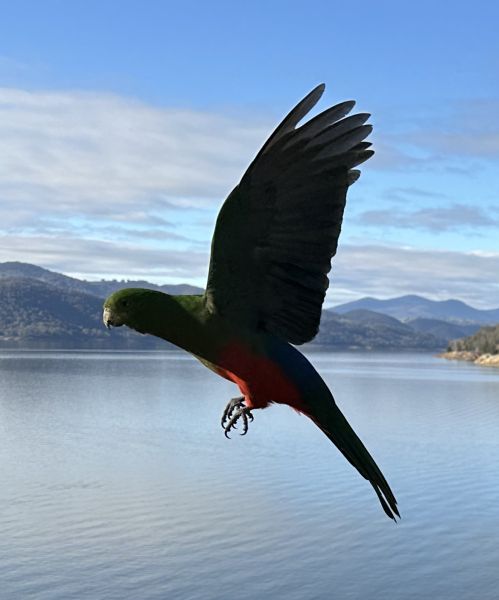 King parrot