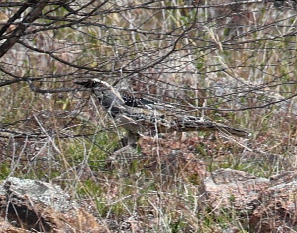 Spotted quail-thrush