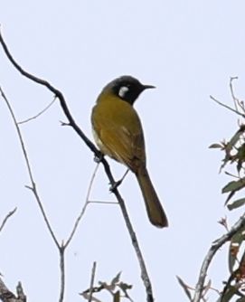White-eared honeyeater