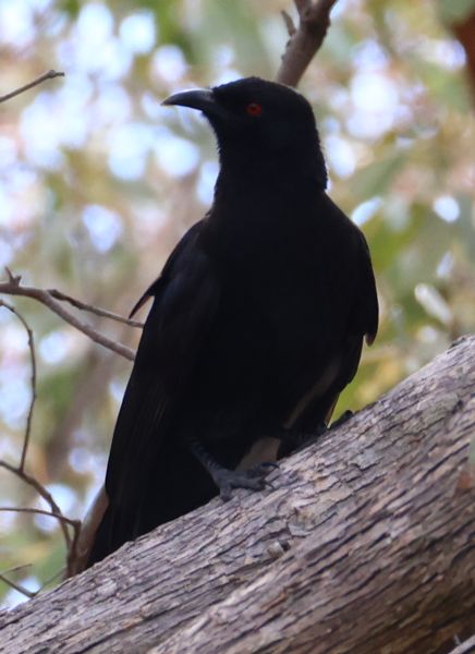 White-winged chough