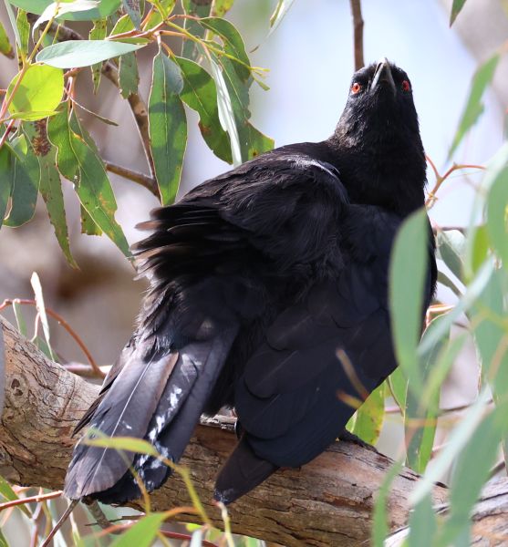 White-winged chough