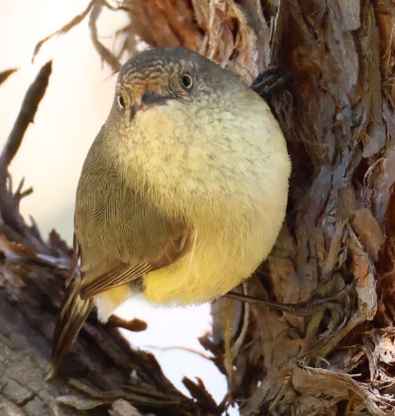 Buff-rumped thornbill