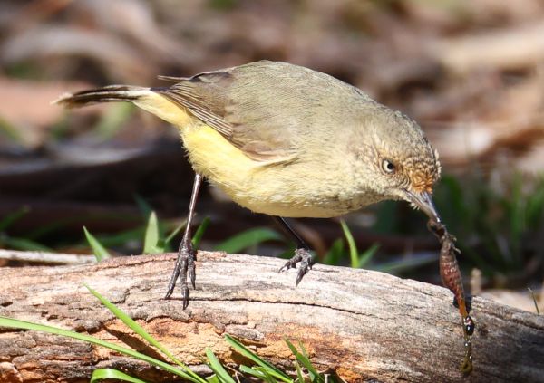 Buff-rumped thornbill