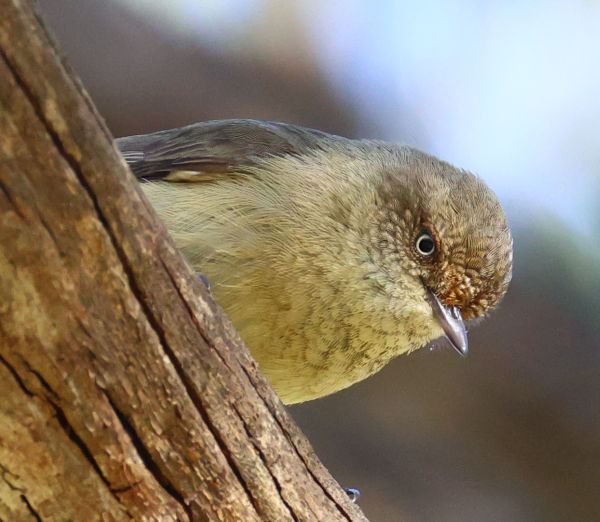Buff-rumped thornbill