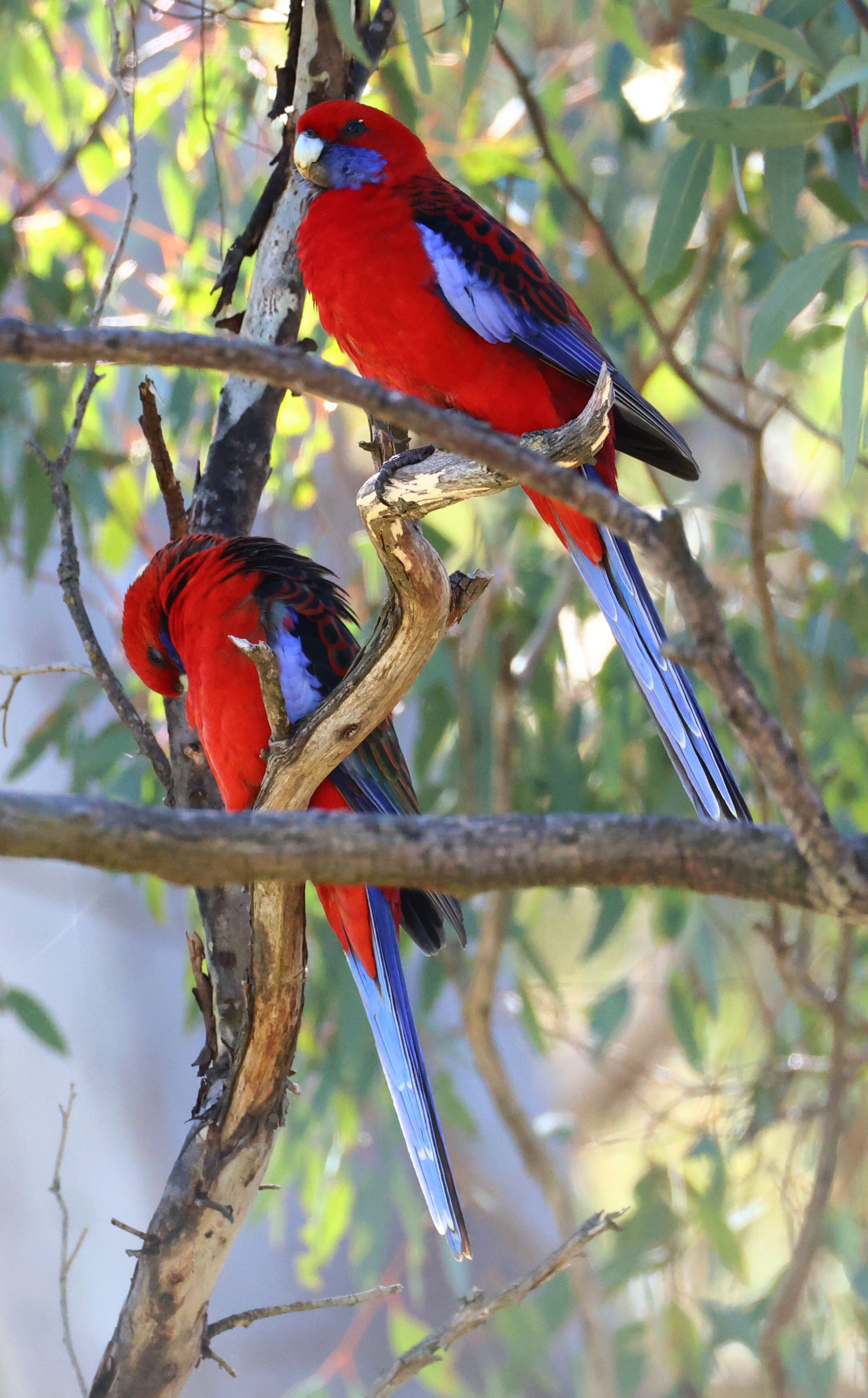 Crimson rosellas