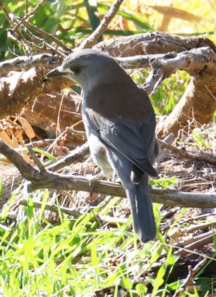 Grey shrike-thrush