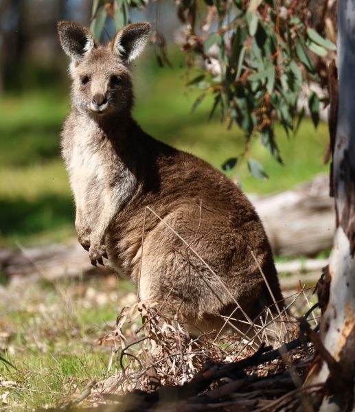 Kangaroo